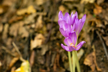 Close-up of purple autumn crocus flower blooming among dry leaves.