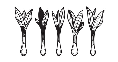 Wild Leek Vegetable Line Art Vector Illustration