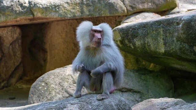 The hamadryas baboon sitting on a rock and looking around.  Papio hamadryas is a species of baboon