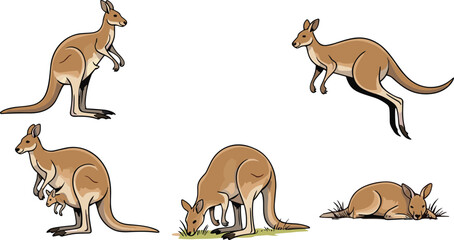 Vector illustration of kangaroo in different poses including jumping, resting, grazing, standing, and mother with joey for wildlife design © Musa's Word
