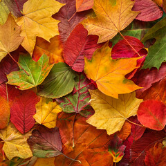 background consisting of pile of multicolored autumn leaves placed one on another