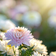Beautiful Pink Chrysanthemum Bloom.