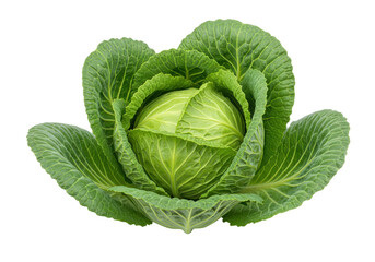 Obraz premium Fresh green cabbage isolated on transparent background, healthy vegetable for salads and cooking
