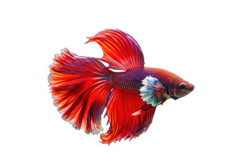 Elegant red and blue Betta fish isolated on transparent background, colorful Siamese fighting fish PNG with flowing fins