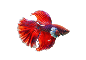 Elegant red and blue Betta fish isolated on transparent background, colorful Siamese fighting fish PNG with flowing fins