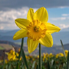 Spring Daffodil in Bloom.