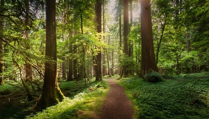Fototapeta premium Serene Forest Path With Tall Trees And Lush Greenery In Natural Light