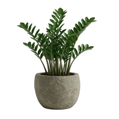 Fototapeta premium Zz plant in a textured pot isolated on transparent background