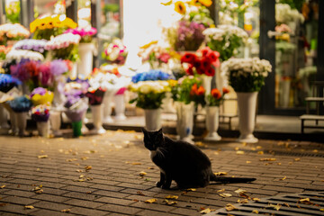 Cat resting in front of vibrant flower stand under warm evening light, fallen leaves on street creating poetic composition of city life, colors and quiet moment in night ambience