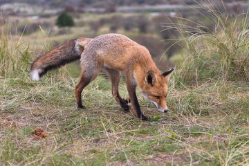 A young fox defecates. A fox and its feces, which consist of red berries.