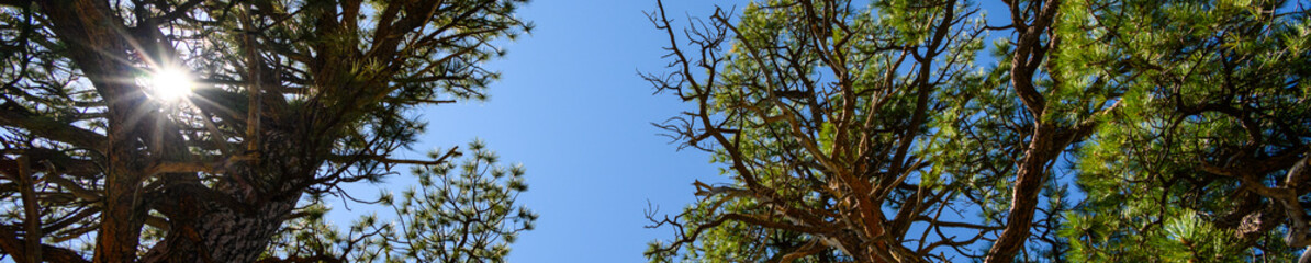 Looking up at ponderosa pine trees warmed by the summer sun on a blue sky day, as a nature background 
