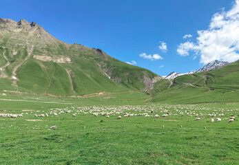 Large flock of sheep grazing on vast green alpine meadow at the foot of mountains under blue sky, concept of farming and natural landscape in Georgia