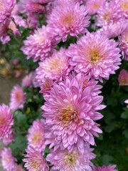Pink chrysanthemums photo. Blooming chrysanthemums. Autumn flowers. Chrysanthemum bouquet. Nature, flora, plant, flower. Aesthetic photo. Blooming garden. Fall. For postcards, packaging, stickers.