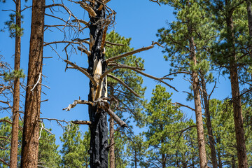 Fototapeta premium Dead tree burned by wildfire in a ponderosa pine forest that is recovering, north rim of Grand Canyon National Park, Arizona 