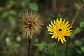 yellow dandelion flower