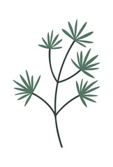 Obraz premium Conifer tree branch with needles