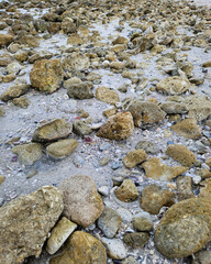 Close-up of rocky shoreline with seashells and sand