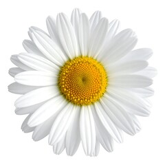 Close-up of a single white daisy