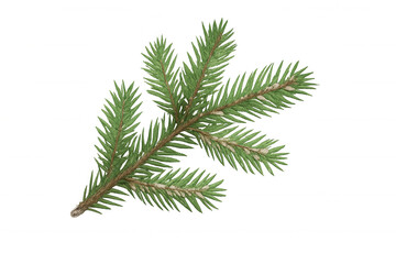 Fir tree branch with green needles and small pine buds, evergreen plant for winter and christmas seasons, transparent background