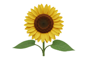 Vibrant yellow sunflower isolated on transparent PNG, detailed botanical flower with brown center and green leaves for design projects