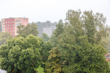 Fototapeta premium Foreground features tall trees in varying green shades. Background includes red and beige residential buildings under an overcast, hazy sky.