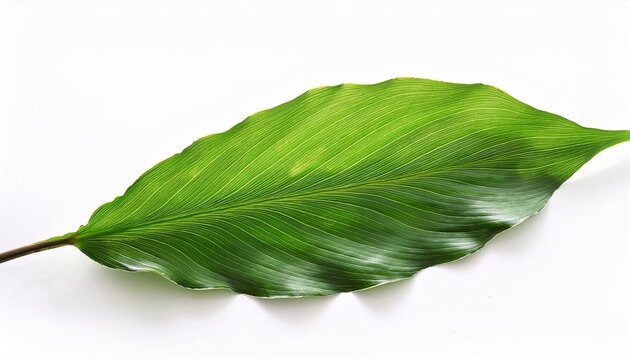 Isolated Green Caster Leaf On White Background
