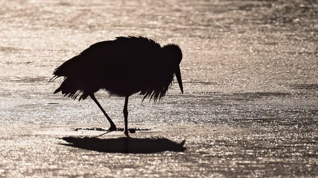 Wei&szlig;storch (Ciconia ciconia), ein, Vogel, See, Eisfl&auml;che, Winter