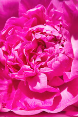 Close up of beautiful pink peony, background, pattern