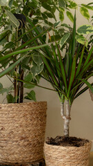 Obraz premium dracaena and ficus in wicker pots close-up