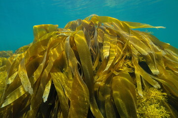 Kelp seaweed underwater Furbellow brown algae in the Atlantic ocean
