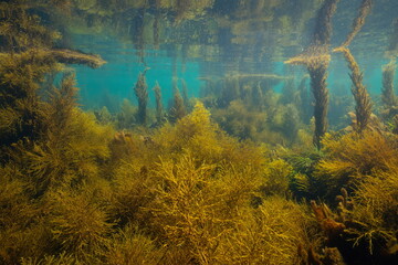 Brown algae underwater seascape below water surface Atlantic ocean