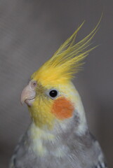 Cockatiel parrot close-up. A cute domestic cockatiel bird. Female. Male.