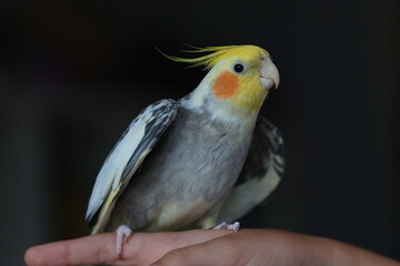 Cockatiel parrot close-up. A cute domestic cockatiel bird. Female. Male.