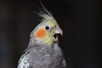 Cockatiel parrot close-up. A cute domestic cockatiel bird. Female. 