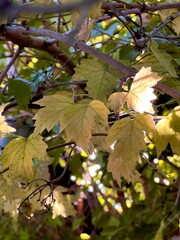 Fototapeta premium maple leaves in autumn, September season 