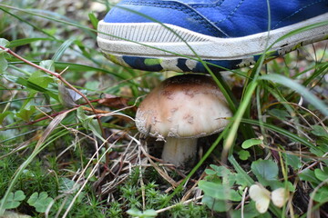 uważaj w lesie © Tetiana