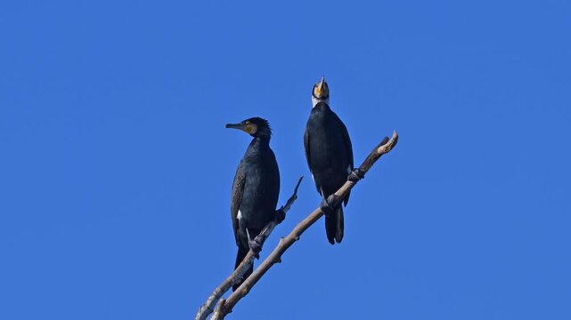 Kormoran (Phalacrocorax carbo), zwei, V&ouml;gel, Ast, blau Himmel