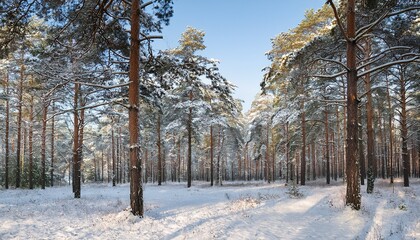 Coniferous Forest With Snow In The Winter