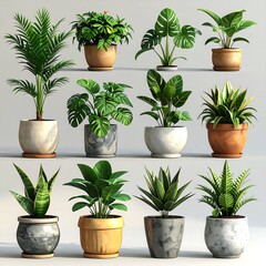 Fototapeta premium Indoor plants in pots