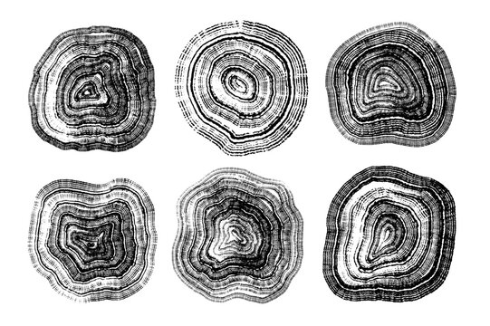 Set of linear tree stump prints isolated on white. Wooden silhouette. Wood texture with concentric rings. Black and white wooden annual rings textures. Wood in cross section. Tree ring pattern