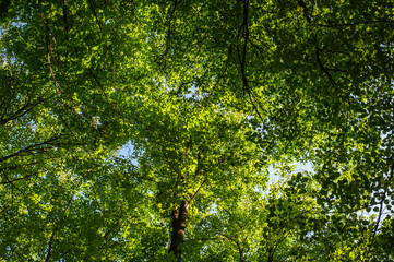 Fototapeta premium Green foliage in the forest. View of the trees from below. Abstract natural background.