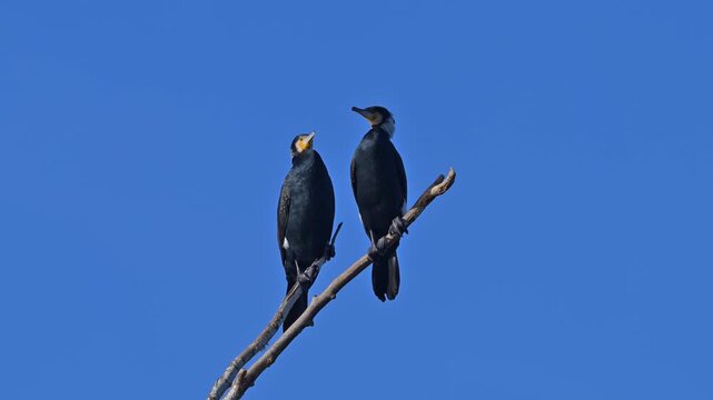 Kormoran (Phalacrocorax carbo), zwei, V&ouml;gel, Ast, blau Himmel