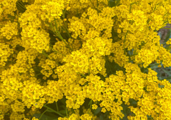 Close-up of Yellow flowers of Basket-of-gold plant or Aurinia saxatilis (Alyssum saxatile), saxatilis 'Goldkugel' in a garden. Beautiful nature texture background.