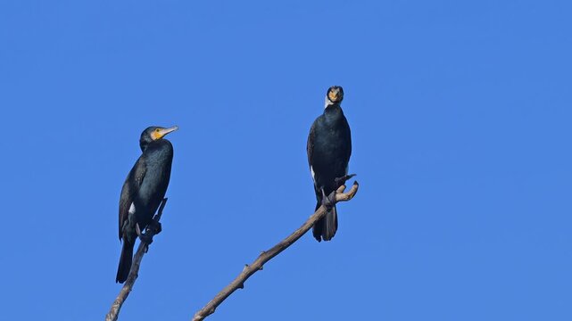Kormoran (Phalacrocorax carbo), zwei, V&ouml;gel, Ast, blau Himmel