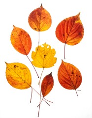Autumn leaves arranged on white background (2)