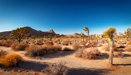 Desert Landscape Of Joshua Tree National Monument Under A Clear Blue Sky Outdoors Hot