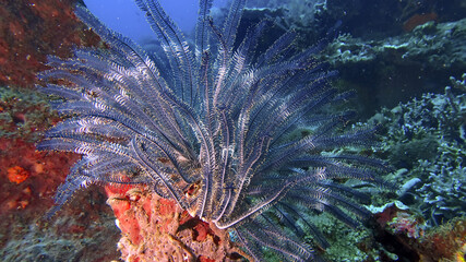 Feather star during a dive at the north coast of Bali