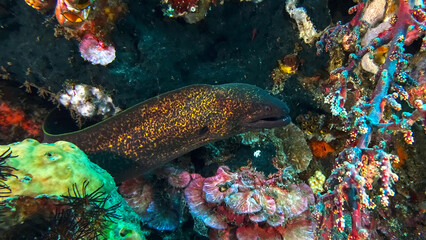Yellow-edged moray eel (Gymnothorax flavimarginatus) during a dive at the north coast of Bali