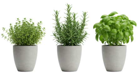 Three distinct, healthy culinary herbs – thyme, rosemary, and basil – in light grey ceramic pots, aligned on a transparent background with copy space, studio lit, concept of fresh homemade cuisine