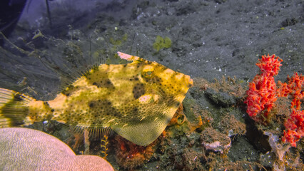 Filefish (Acreichthys tomentosus) during a dive at the north coast of Bali